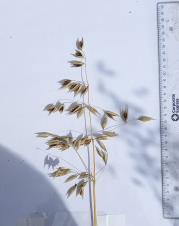 Panicle