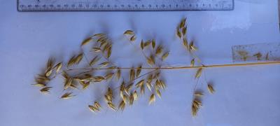 Click for 4 image(s) for this accession. Panicle