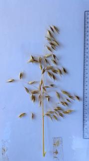 Click for 4 image(s) for this accession. Panicle