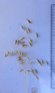 Click for 4 image(s) for this accession. Panicle