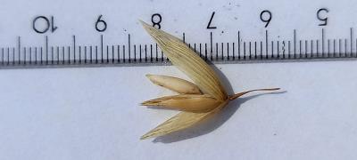 column Spikelet
