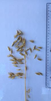 Click for 4 image(s) for this accession. Panicle