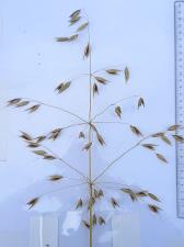 Click for 5 image(s) for this accession. Panicle