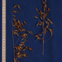 Click for 2 image(s) for this accession. Image