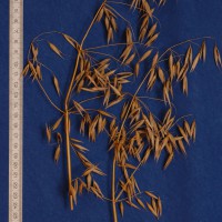 Click for 2 image(s) for this accession. Image