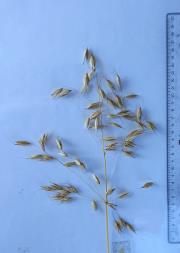 Click for 4 image(s) for this accession. Panicle