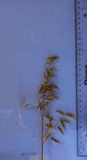 Click for 4 image(s) for this accession. Panicle