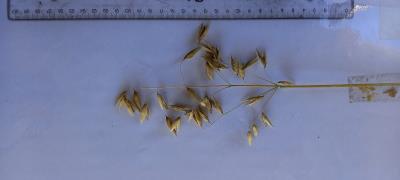 Panicle