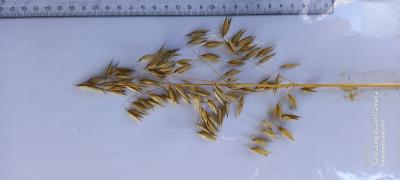 Click for 4 image(s) for this accession. Panicle