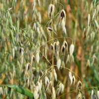 Click for 2 image(s) for this accession. Image