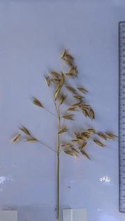Panicle