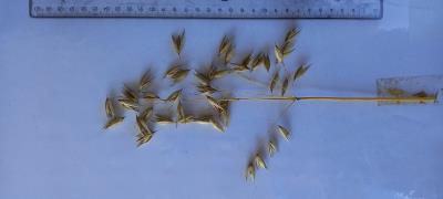 Click for 6 image(s) for this accession. Panicle