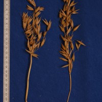 Click for 3 image(s) for this accession. Image