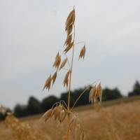 Click for 3 image(s) for this accession. Image
