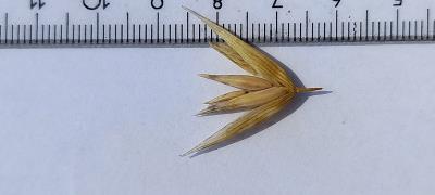 column Spikelet