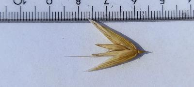column Spikelet