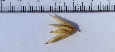 column Spikelet