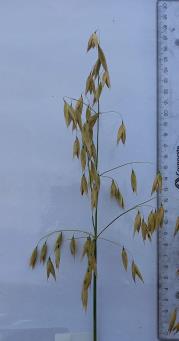 column Panicle
