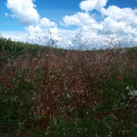 Click for 1 image(s) for this accession. Image