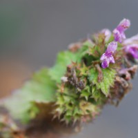 Click for 1 image(s) for this accession. Image