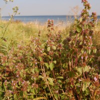 Click for 2 image(s) for this accession. Image