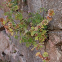 Click for 1 image(s) for this accession. Image