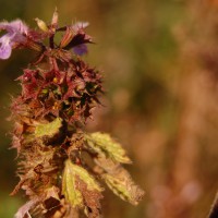 Click for 1 image(s) for this accession. Image