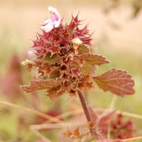 Click for 1 image(s) for this accession. Image