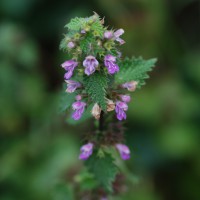 Click for 2 image(s) for this accession. Image