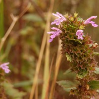 Click for 2 image(s) for this accession. Image
