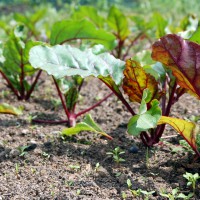 Click for 1 image(s) for this accession. Image