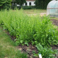 Click for 3 image(s) for this accession. Image