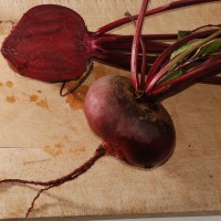 Click for 8 image(s) for this accession. Image