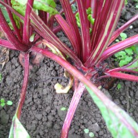 Click for 6 image(s) for this accession. Image