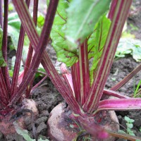 Click for 5 image(s) for this accession. Image