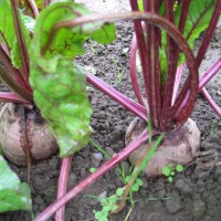 Click for 4 image(s) for this accession. Image