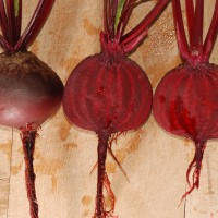 Click for 8 image(s) for this accession. Image