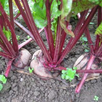 Click for 6 image(s) for this accession. Image