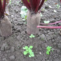 Click for 5 image(s) for this accession. Image