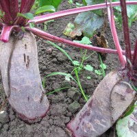 Click for 6 image(s) for this accession. Image