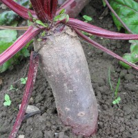 Click for 6 image(s) for this accession. Image