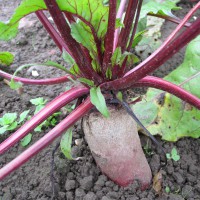 Click for 6 image(s) for this accession. Image