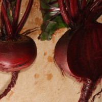 Click for 2 image(s) for this accession. Image