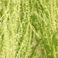 Click for 2 image(s) for this accession. Image