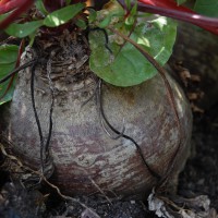 Click for 6 image(s) for this accession. Image