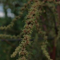 Click for 1 image(s) for this accession. Image