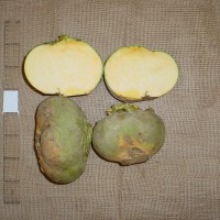 Click for 5 image(s) for this accession. Image