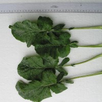 Click for 4 image(s) for this accession. Image