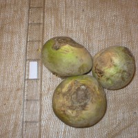 Click for 2 image(s) for this accession. Image