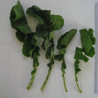 Click for 4 image(s) for this accession. Image